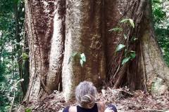 This is also know as a sandbox tree - I could sit in the shade of this sandbox forever.  Photo courtesy of Beth