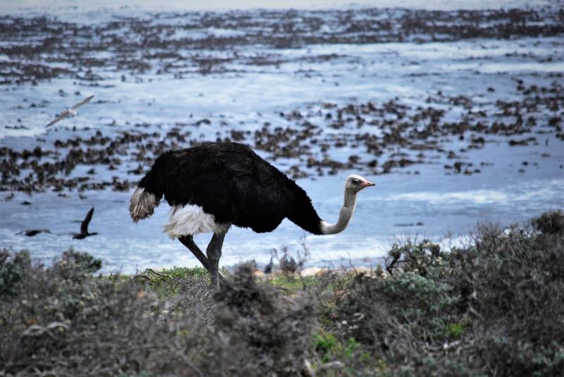 Struthio camelus australis