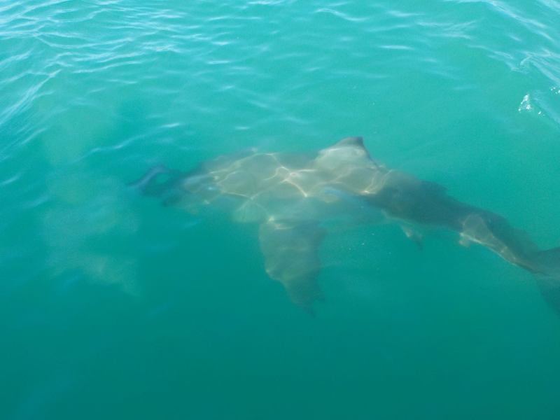Carcharodon carcharias