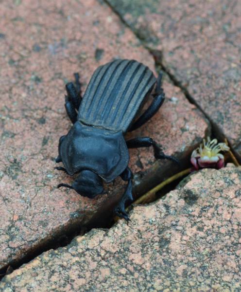 Unidentified Species, South Africa
