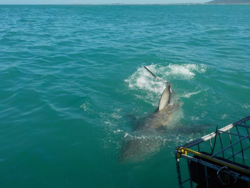 Carcharodon carcharias