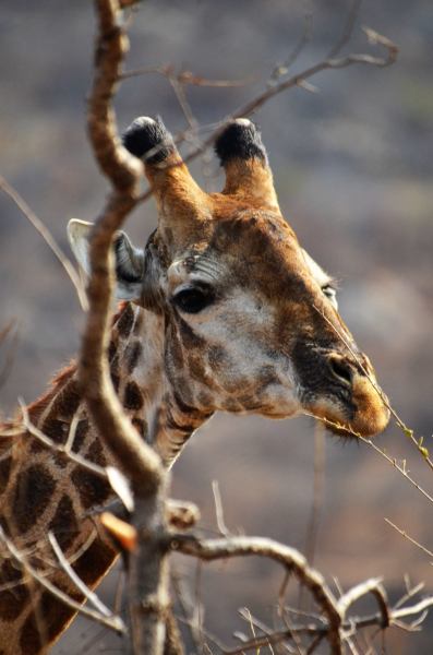 South African giraffe