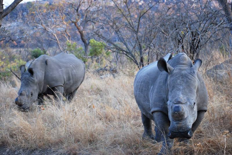 Ceratotherium simum