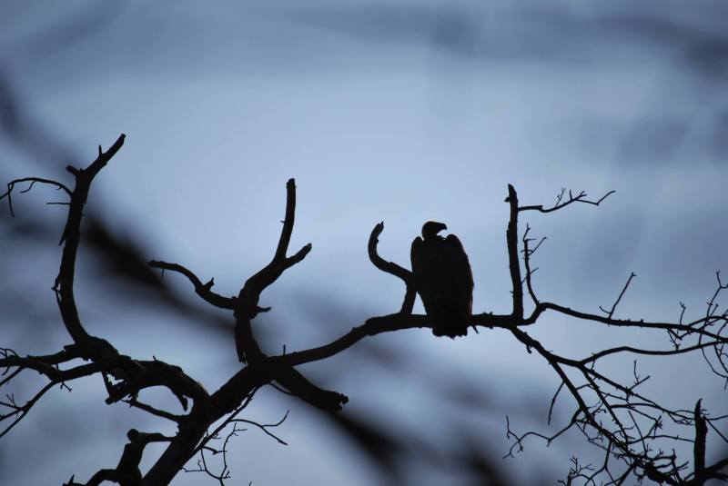 Vulture - Species Unknown
