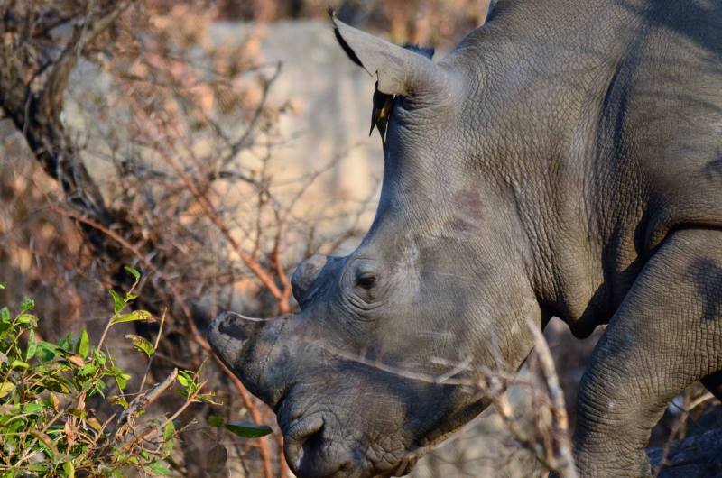 Ceratotherium simum