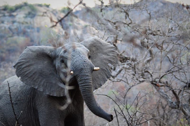 Loxodonta africana