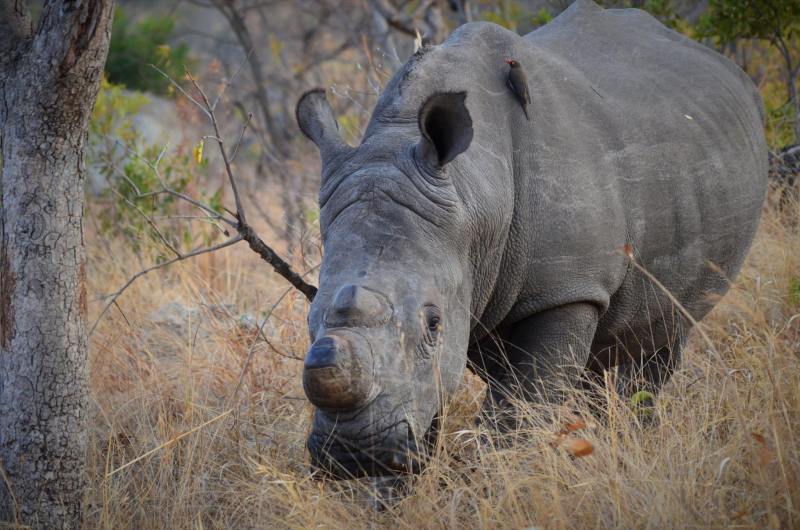 Ceratotherium simum