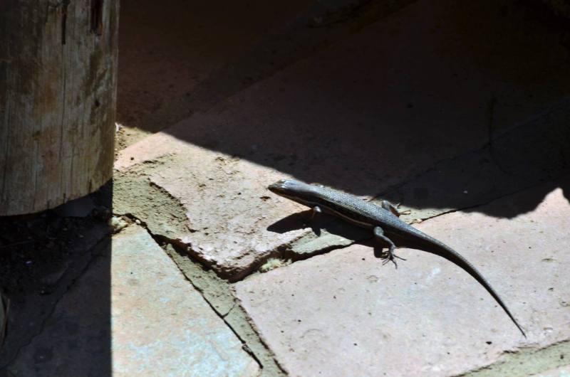 Trachylepis varia (possibly)