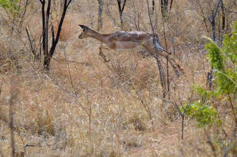 Aepyceros melampus