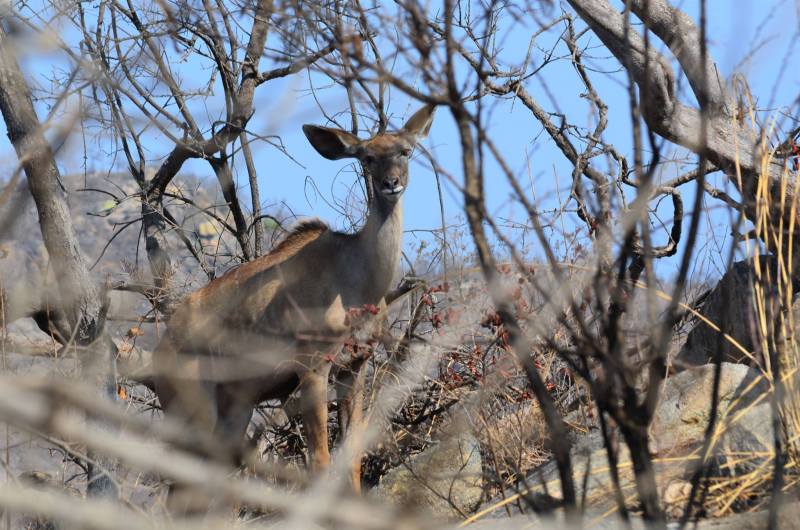 Tragelaphus angasii