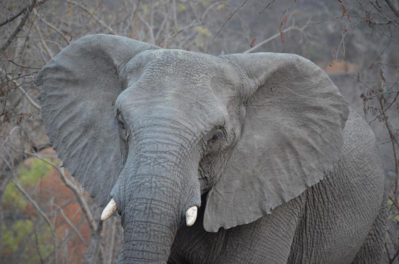 Loxodonta africana