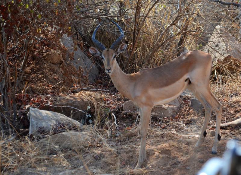 Aepyceros melampus