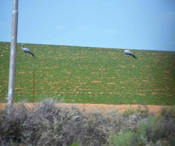 Grus paradisea