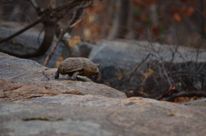 Tortoise - Species Unknown