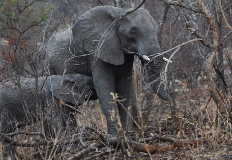 Loxodonta africana