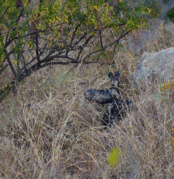 Lycaon pictus