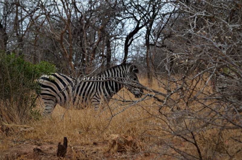 Equus quagga