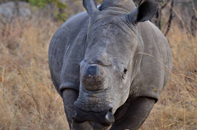 Ceratotherium simum