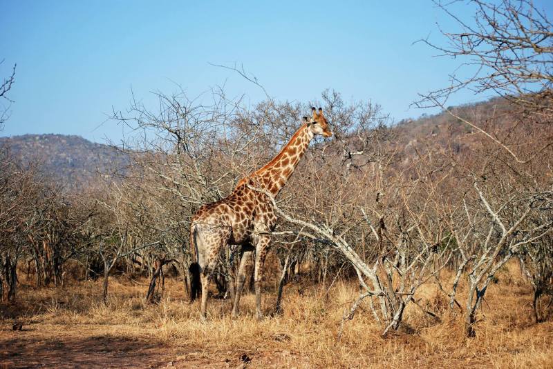 Giraffa camelopardalis giraffa