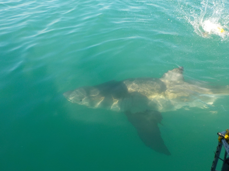 Carcharodon carcharias