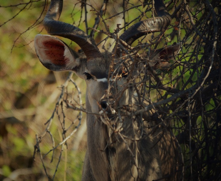 Tragelaphus strepsiceros