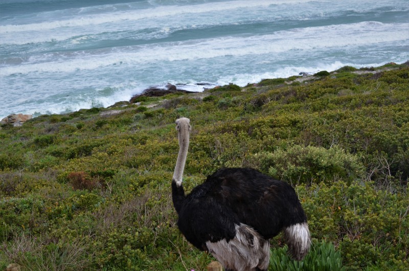 Struthio camelus australis
