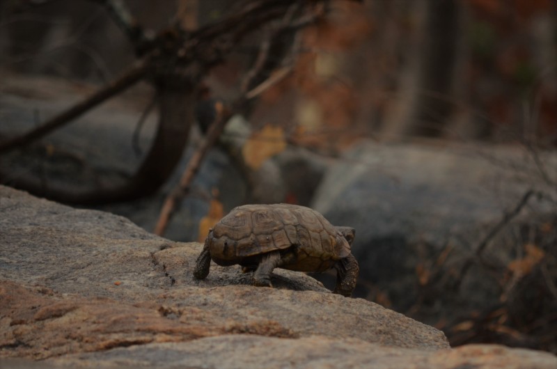 Unidentified Tortoise - South Africa
