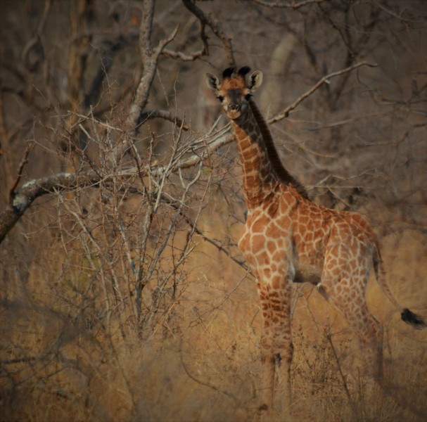 Giraffa camelopardalis giraffa