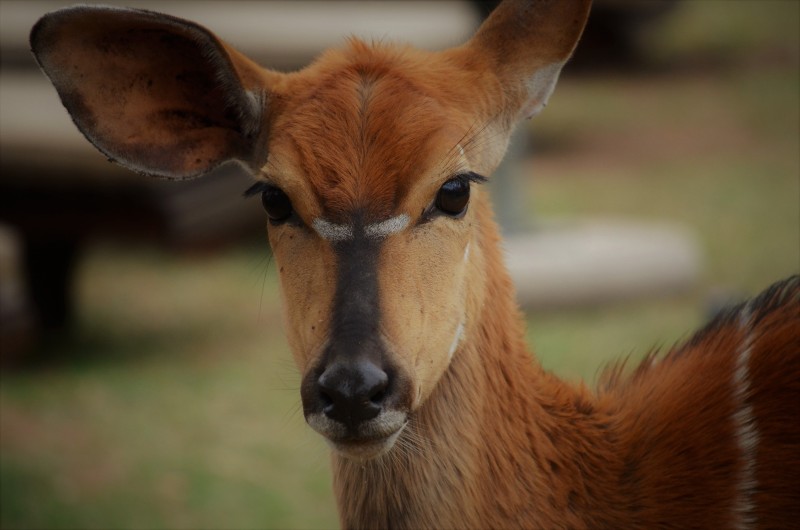 Tragelaphus angasii