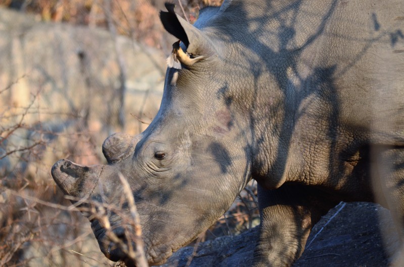Ceratotherium simum