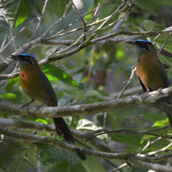 Lesson's Motmot