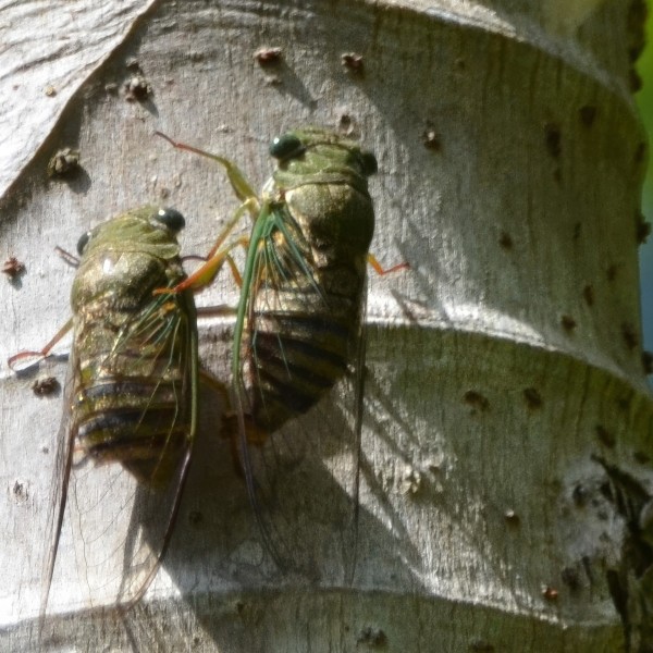 Cicadas