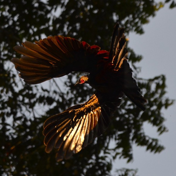 Tukey Vulture