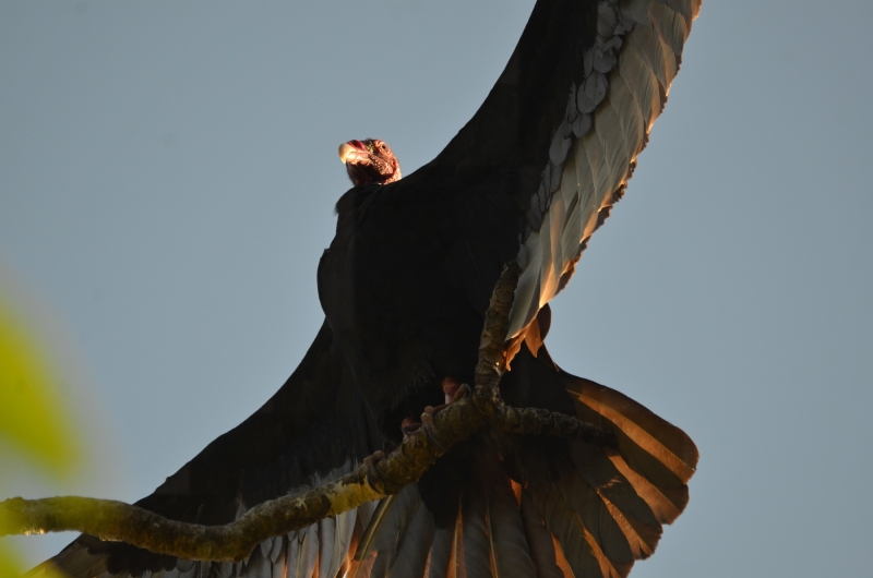 Turkey Vulture