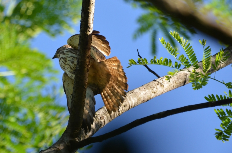 Broad Winged Hawk