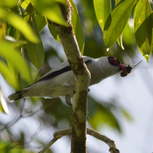 Masked Tityra 