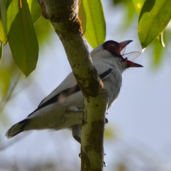 Masked TItyra