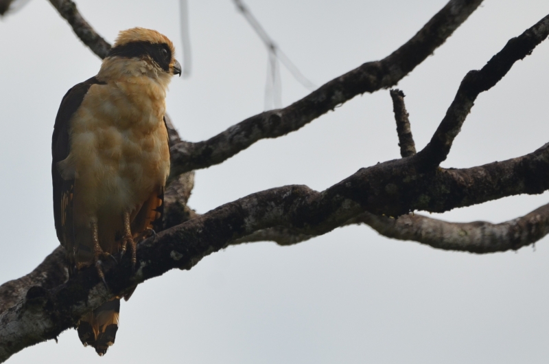 Laughing Falcon