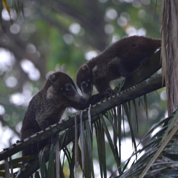 Coati babies!