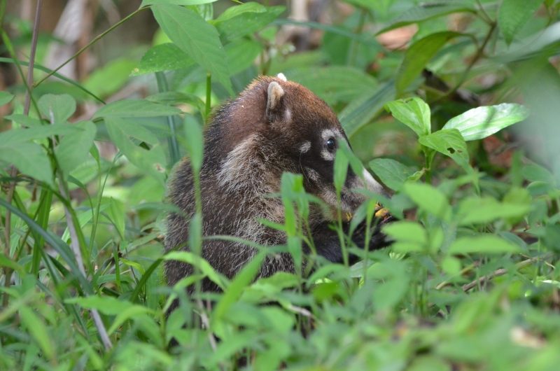 Coati