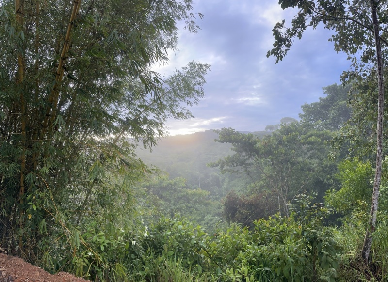 Tree Haven