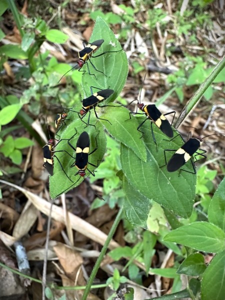 Hypselonotus interruptus