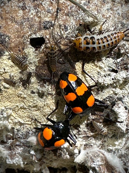 Scaphidomorphus bosci