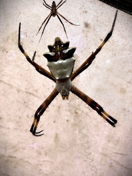 Argiope argentata
