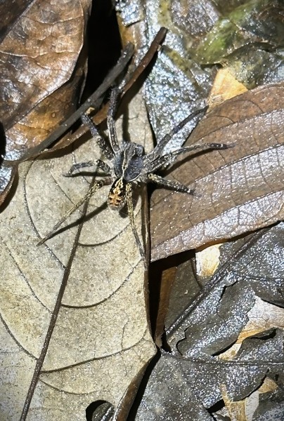 Kiekie sp. (sinuatipes possibly)