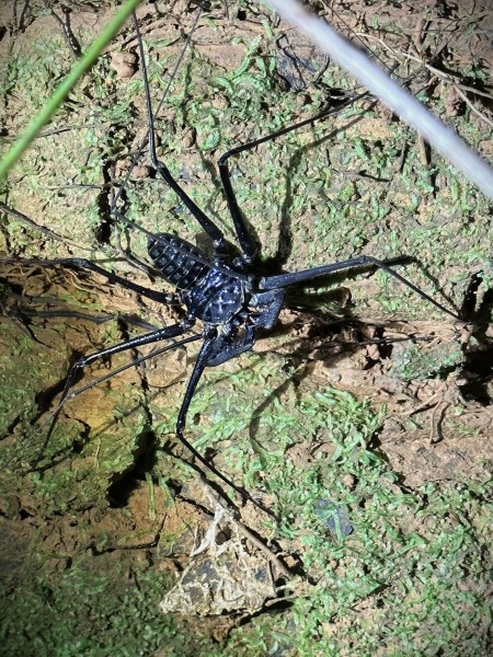 Phrynus sp. (laevifrons possibly)