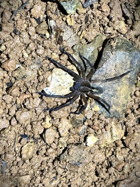 Kiekie sp. (sinuatipes possibly)