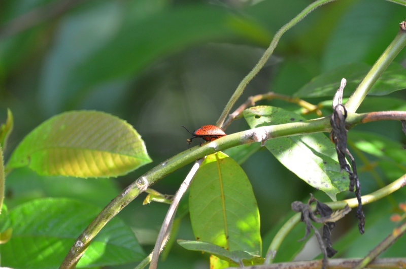 Eugenysa columbiana