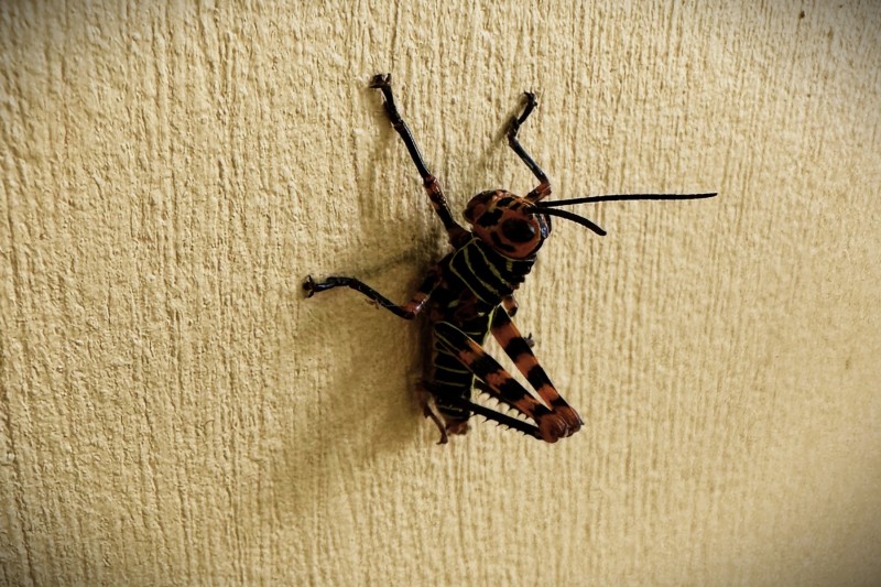Taeniopoda reticulata