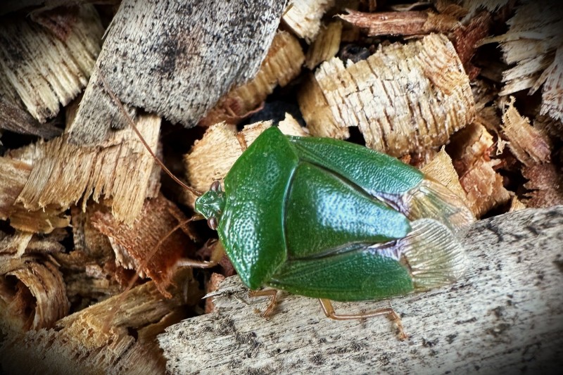 Edessa junix (possibly)